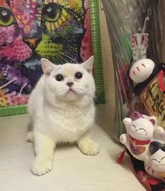 小猫老弟爆料视频,幕后真相大曝光！  第3张