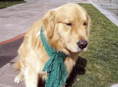 金毛爆料视频,娱乐圈幕后真相大曝光  第2张